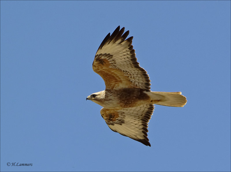 Long-legged Buzzard - Arendbuizerd - Buteo rufinus