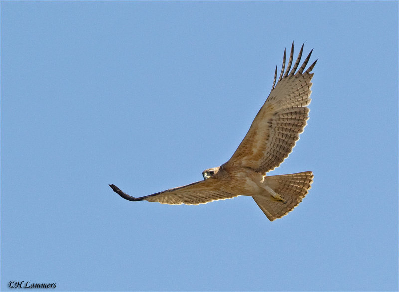 Bonelli's Eagle - Havikarend -  Aquila fasciata 