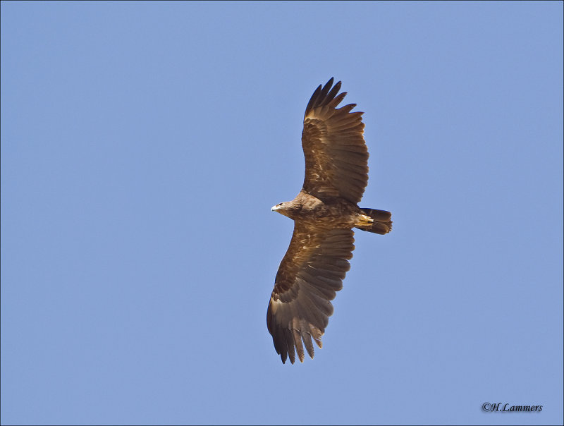 Greater Spotted Eagle - Bastaardarend - Clanga clanga 