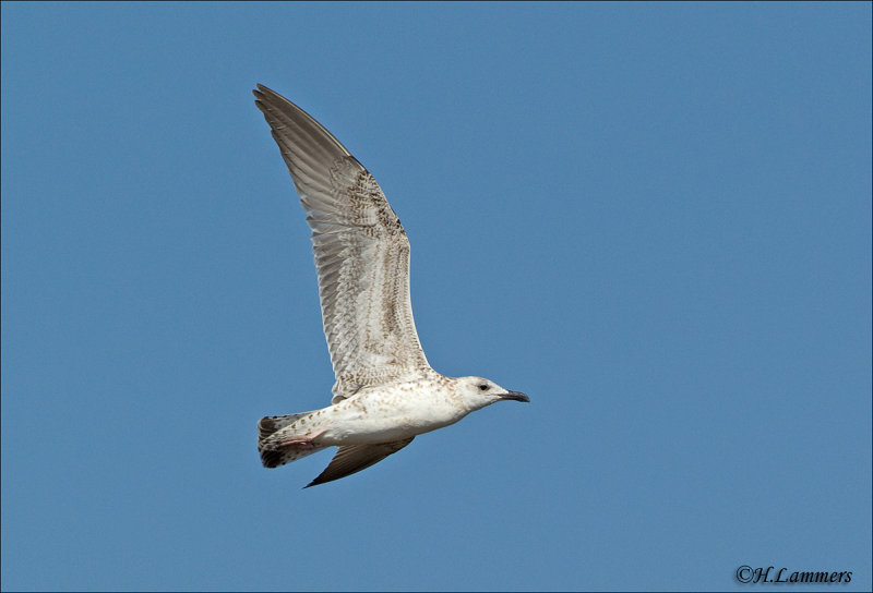 Heuglin’s Gull ??  - Heuglins Meeuw -  Larus heuglini 