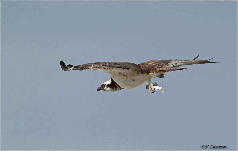 Osprey - Visarend  - Pandion haliaetus 