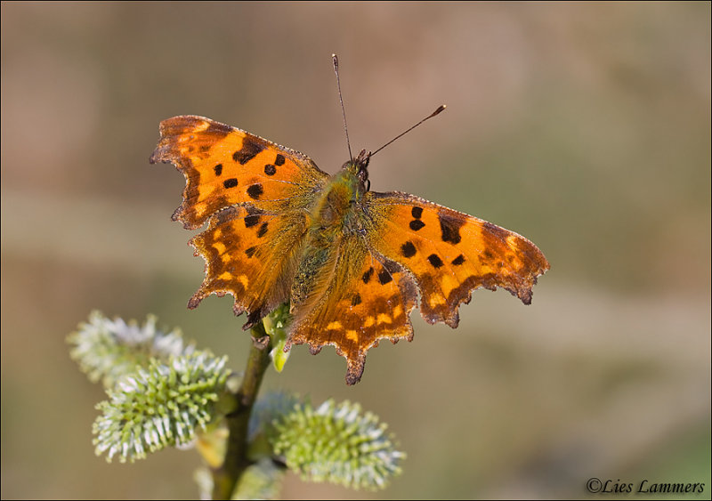 Comma butterfly - Gehakkelde aurelia_MG_7441