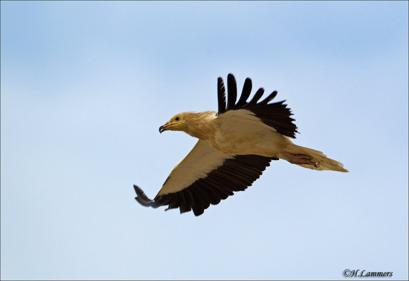 Egyptian Vulture - Aasgier CP4B8526
