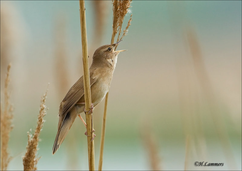 savis_warbler__snor__locustella_luscinioides_