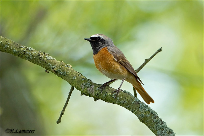 Common Redstart - Gekraagde Roodstaart -  Phoenicurus phoenicurus