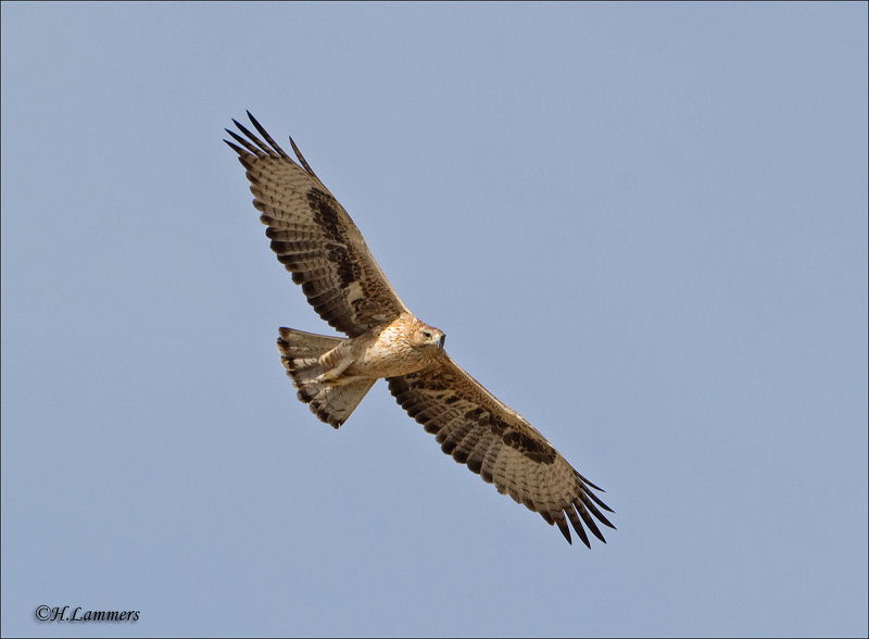 Bonelli’s Eagle -  Havikarend - Aquila fasciata