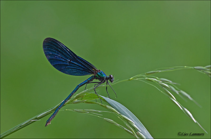 Beautiful Demoiselle  - Bosbeekjuffer_MG_9195