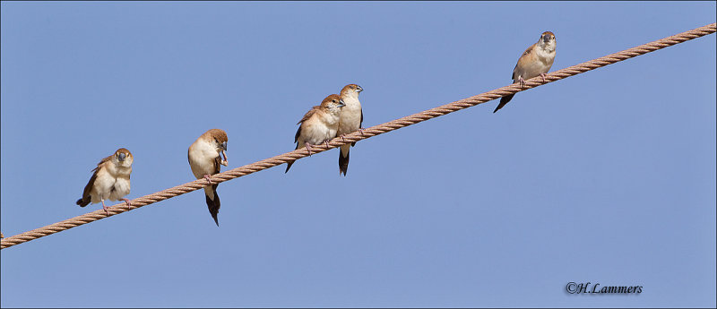 Indian Silverbill - Loodbekje - Euodice malabarica  