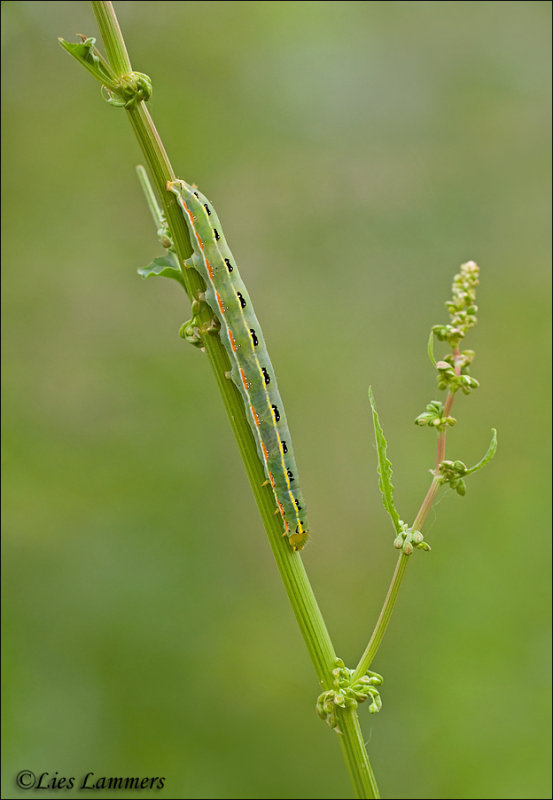 Sword-grass moth caterpillar - Roetvlek rups_MG_8414