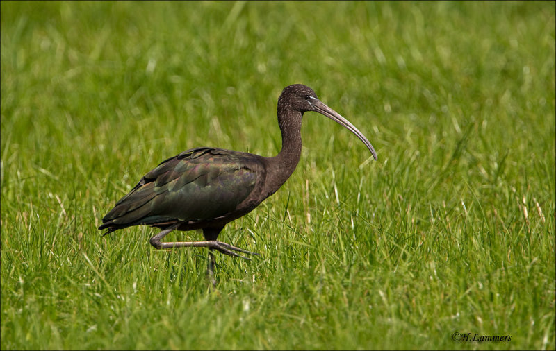 Glossy ibis - Zwarte Ibis - Plegadis falcinellus 