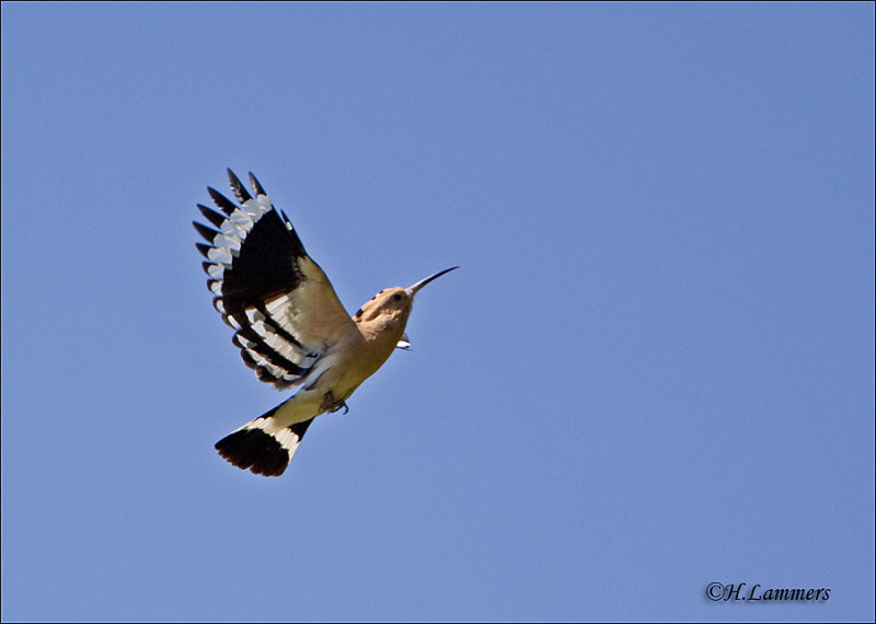 Eurasian Hoopoe - Hop -  Upupa epops