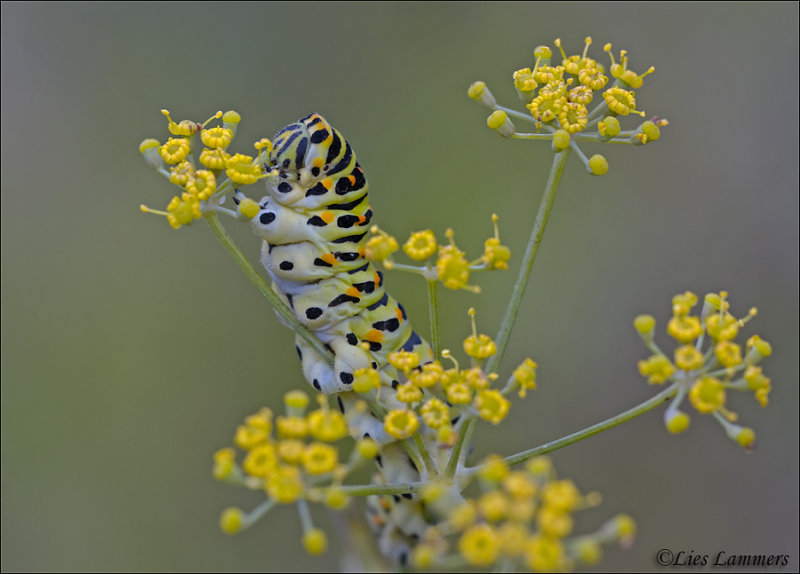 Swallowtail (caterpillar) - Koninginnenpage_MG_0853 