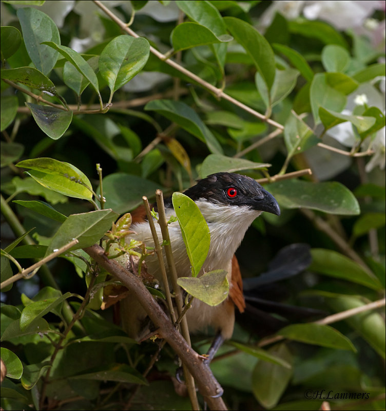 Senegal Coucal - Senegalese spoorkoekoek - Centropus senegalensis