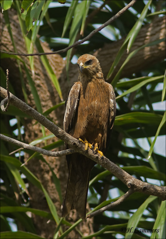 Black Kite - Zwarte Wouw - Milvus migrans 