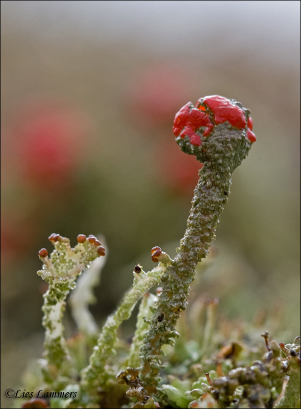 Bengal match lichen - Rode heidelucifer - Cladonia floerkeana