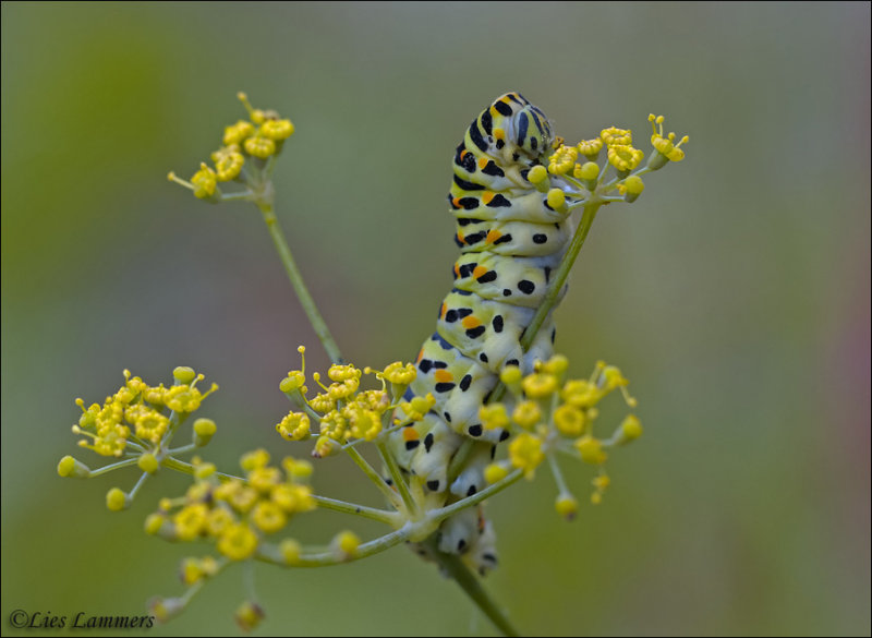 Swallowtail - Koninginnepage -  Papilio machaon 