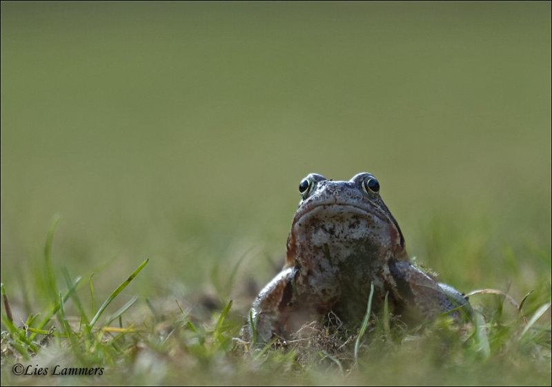 Common frog - Bruine kikker - Rana temporaria