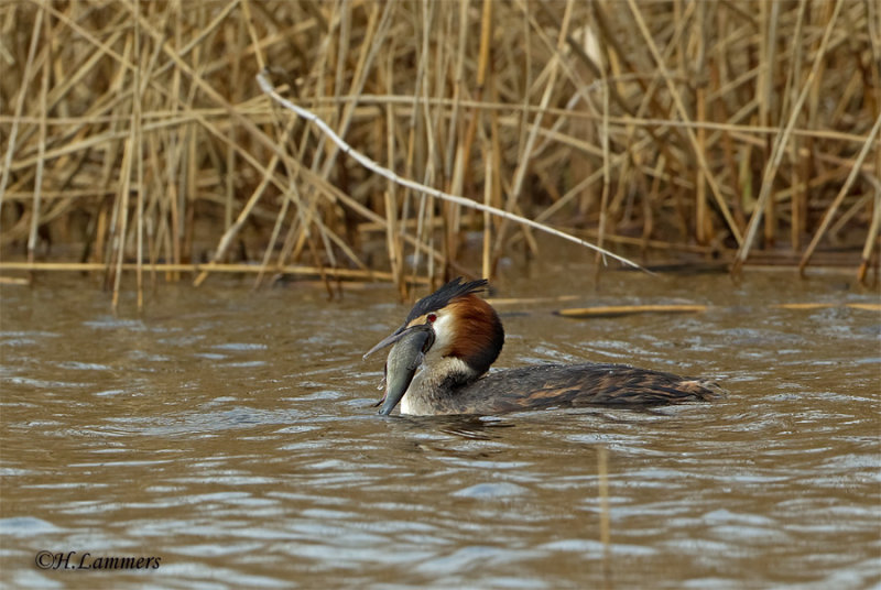 Great Crested Grebe - Fuut