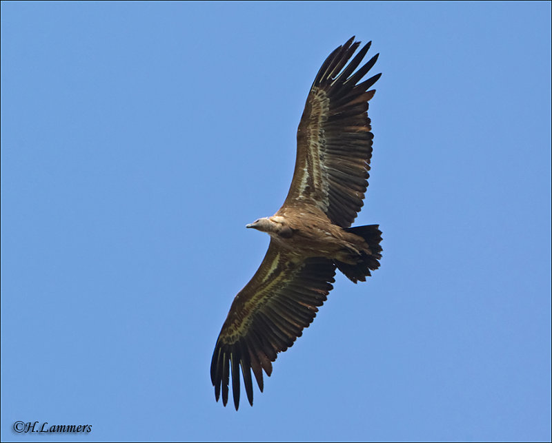 Griffon Vulture - Vale Gier - Gyps fulvus 