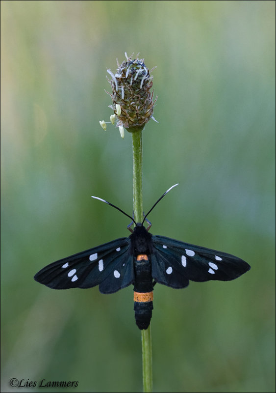 Nine-spotted moth -  Phegeavlinder - Amata Phegea