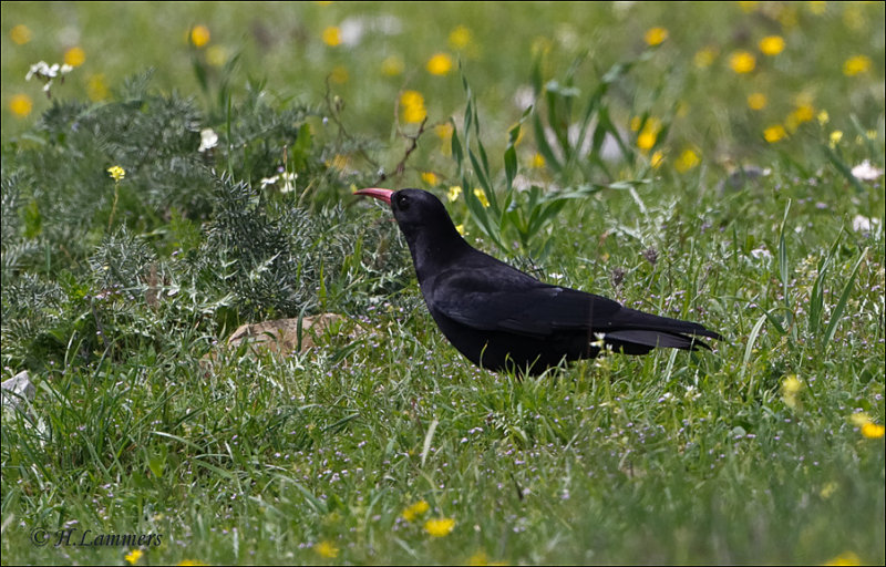 Alpenkraai - Red-billed Chough - Pyrrhocorax pyrrhocorax