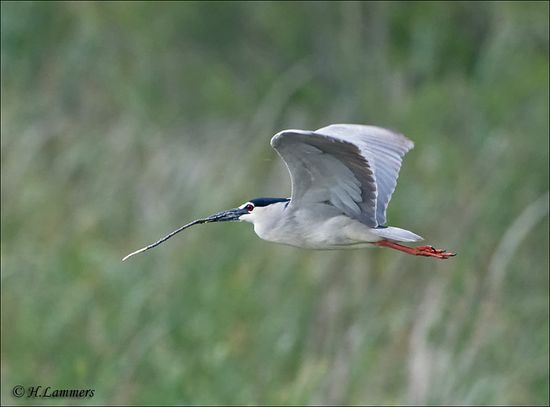 Black-crowned Night Heron - Kwak -Nycticorax nycticorax 