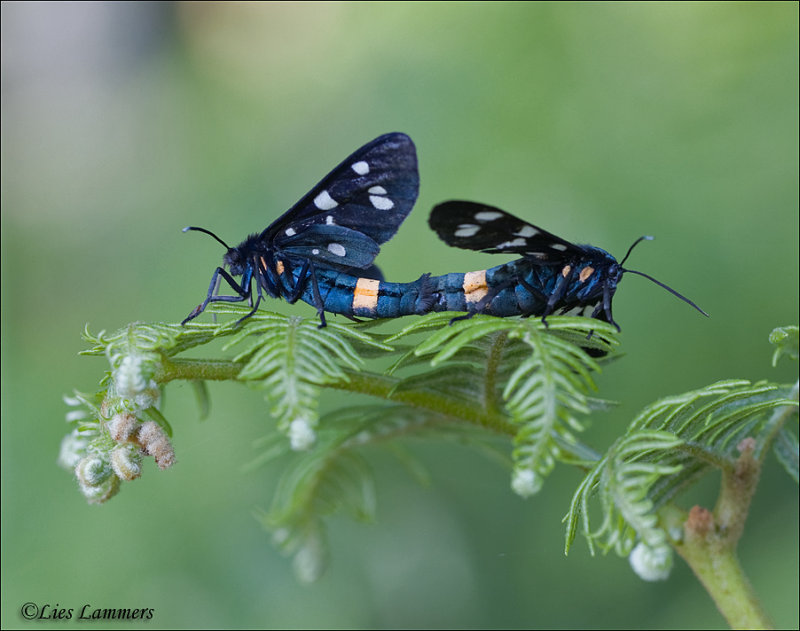 Nine-spotted moth - Phegeavlinder - Amata phegea