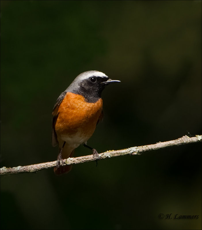 Common Redstart - Gekraagde Roodstaart -  Phoenicurus phoenicurus