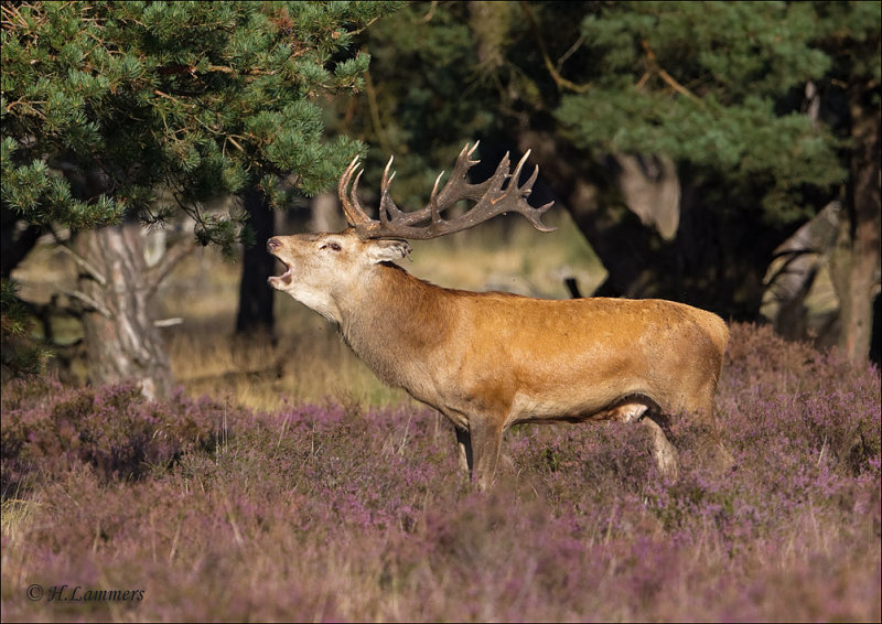 Red Deer - Edelhert  - Cervus Elaphus