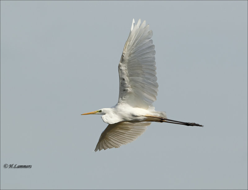 Great Egret - Grote Zilverreiger -  Ardea alba 