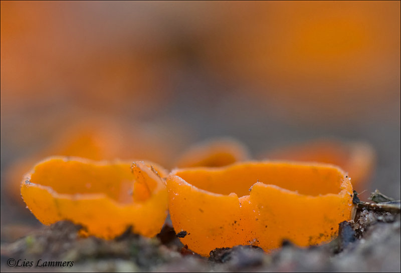 Orange peel fungus - Grote oranje bekerzwam - Aleuria aurantia