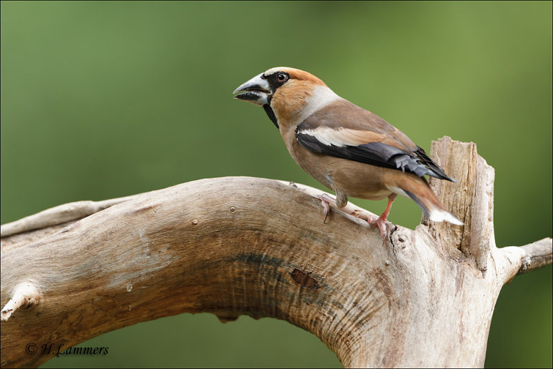 Hawfinch - Appelvink -  Coccothraustes coccothraustes 
