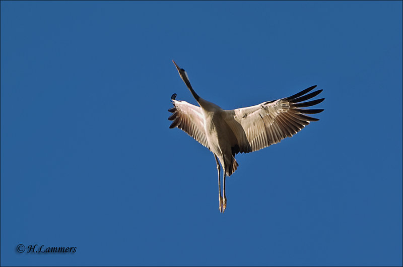 Common Crane - Kraanvogel - Grus grus  