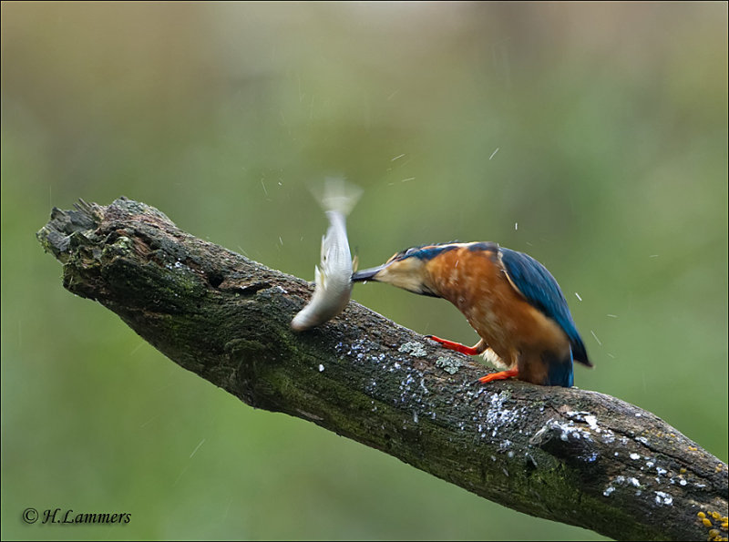 Common Kingfisher - Ijsvogel - Alcedo atthis