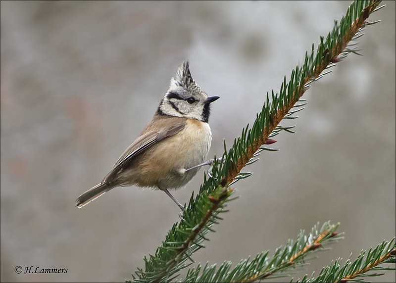 European Crested Tit - Kuifmees - Lophophanes cristatus