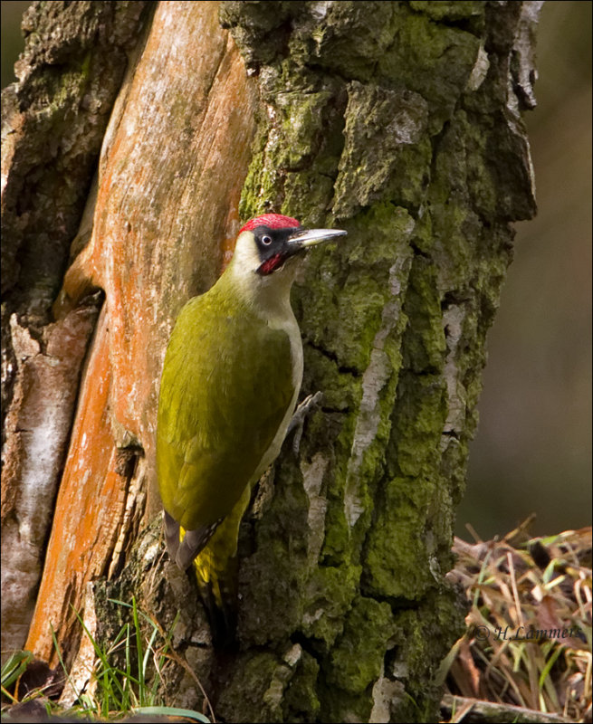 European Green Woodpecker - Groene specht - Picus viridis