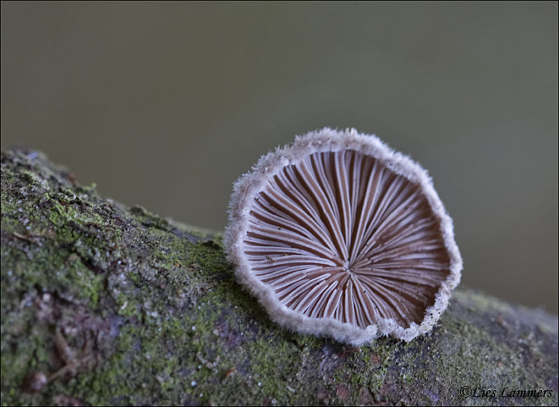 Common porecrust - Waaiertje - Schizophyllum commune 