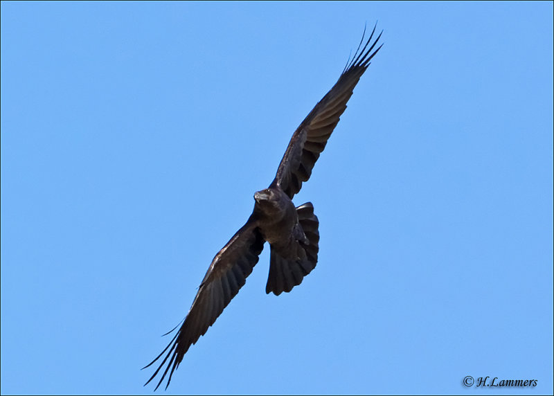 Northern Raven - Raaf - Corvus corax