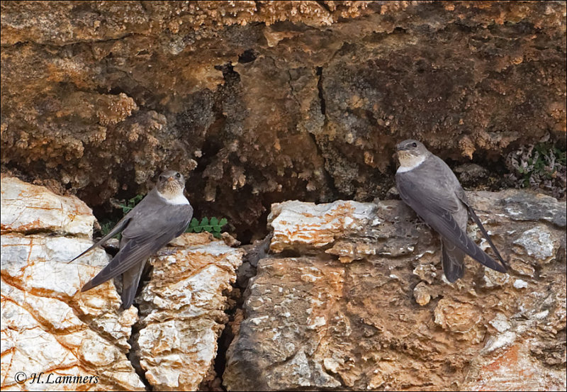  Eurasian Crag Martin - Rotszwaluw - Ptyonoprogne rupestris