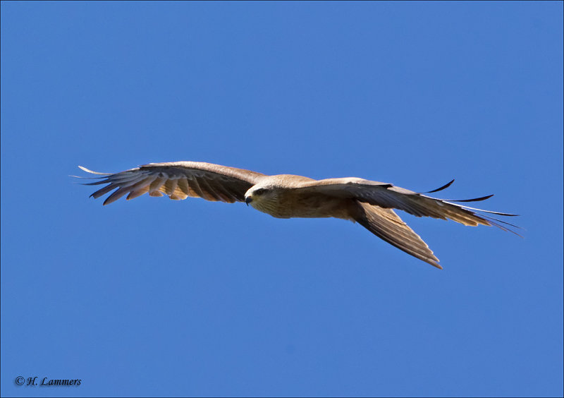 Black Kite - Zwarte Wouw - Milvus migrans