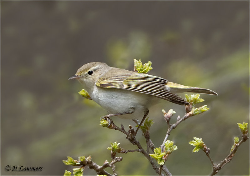 Western Bonelli's Warbler - Bergfluiter - Phylloscopus bonelli  