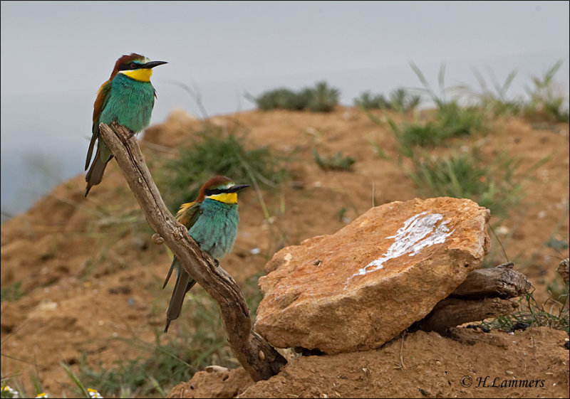 European Bee-eater - Bijeneter  Pbase - Merops apiaster
