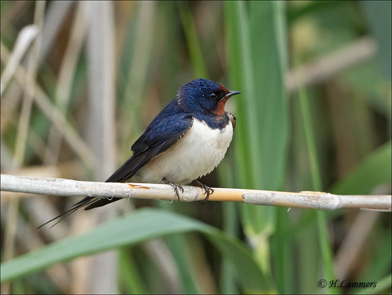 Barn Swallow - Boerenzwaluw - Hirundo rustica 