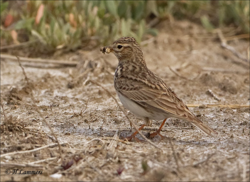 Lesser Short-toed Lark - Kleine Korteenleeuwerik - Alaudala rufescens