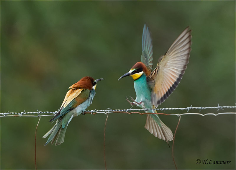 European Bee-eater - Bijeneter - Merops apiaster