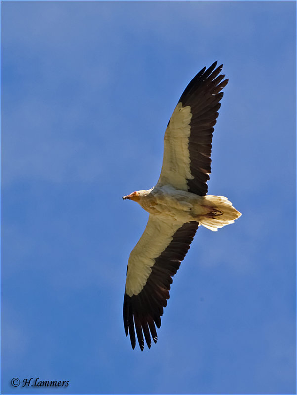 Egyptian Vulture - Aasgier -  Neophron percnopterus