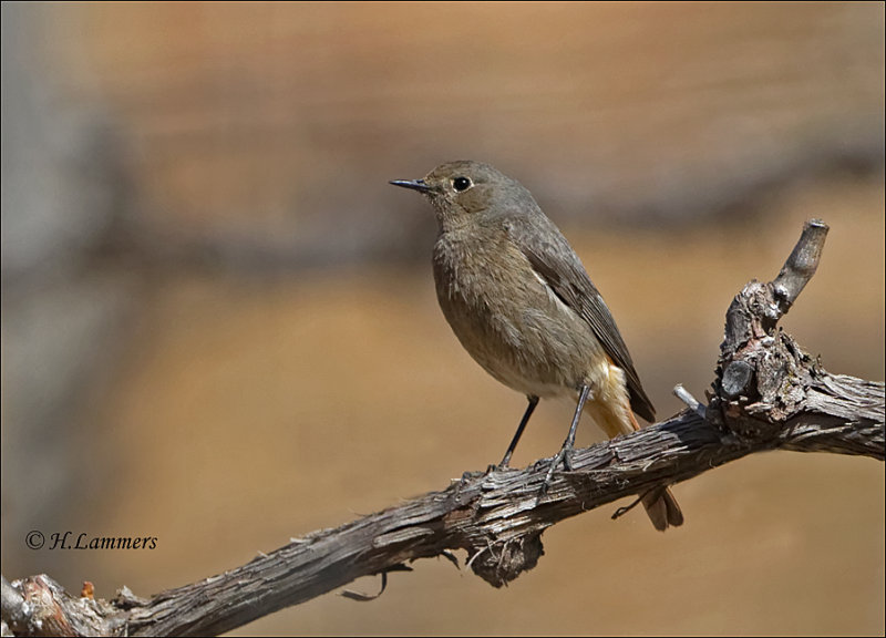 Black Redstart - Zwarte Roodstaart - Phoenicurus ochruros