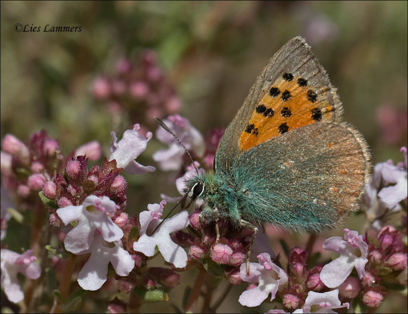 Provencal Hairstreak - Groene klaverpage -  Tomares ballus 