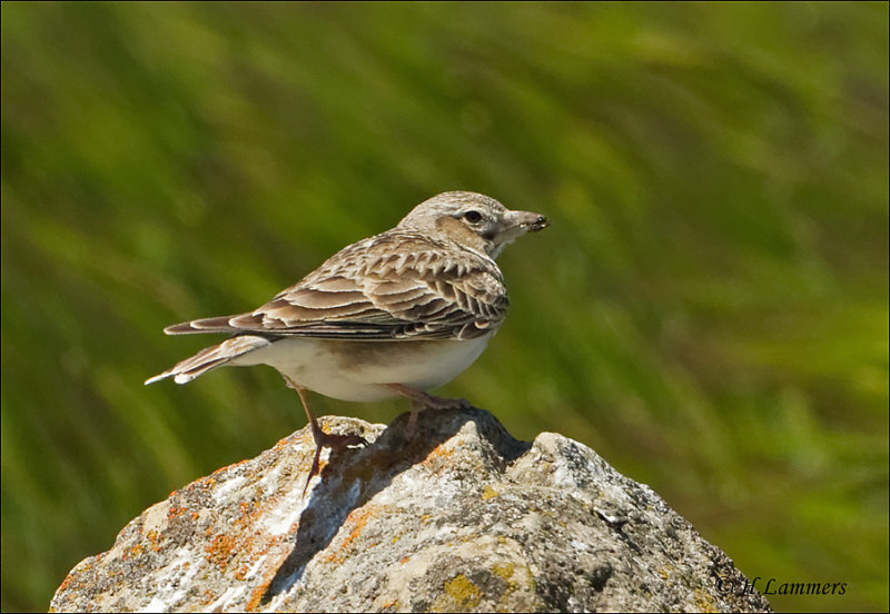 Greater Short-toed Lark - Kortteenleeuwerik - Calandrella brachydactyla