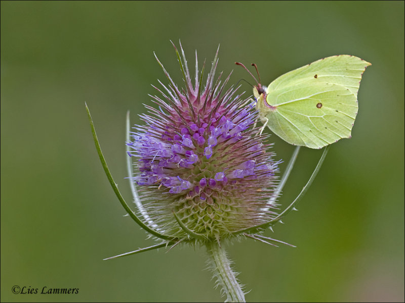 Brimstone - Citroenvlinder -  Gonepteryx rhamni